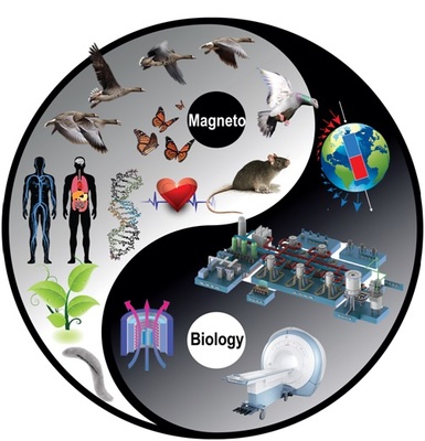 磁共振技術(shù)在生命科學(xué)與自然科學(xué)研究中的革命性應(yīng)用